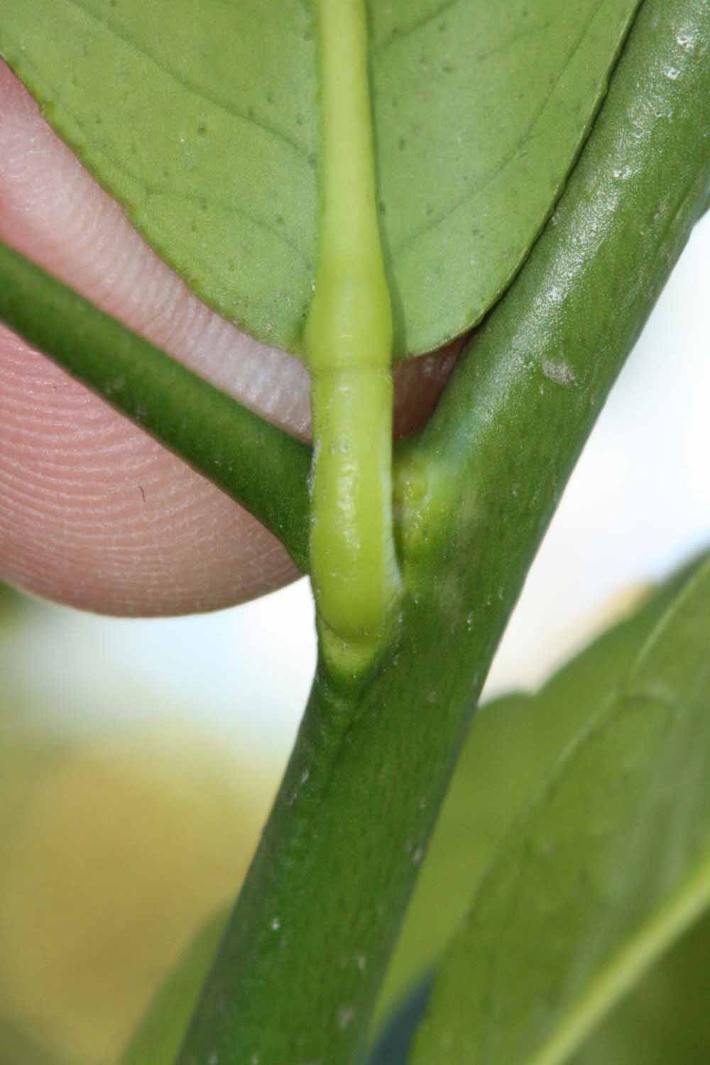              Petiole (Riverside, CA)       